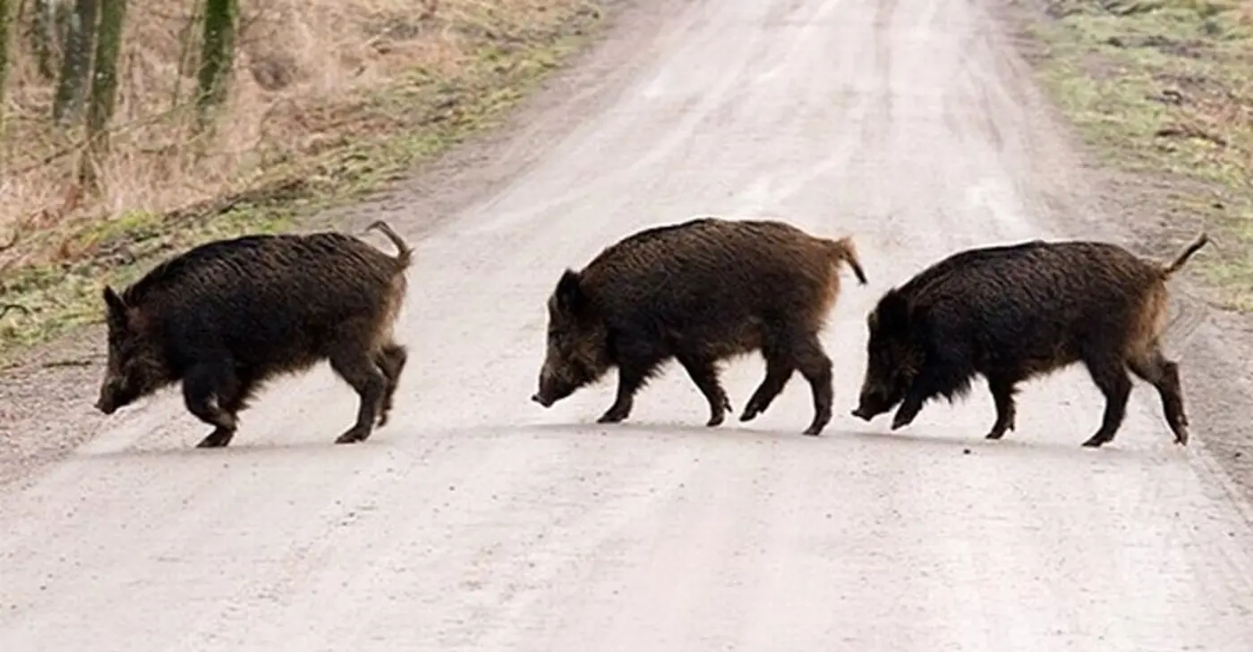 Tre vildsvin passerar en väg.