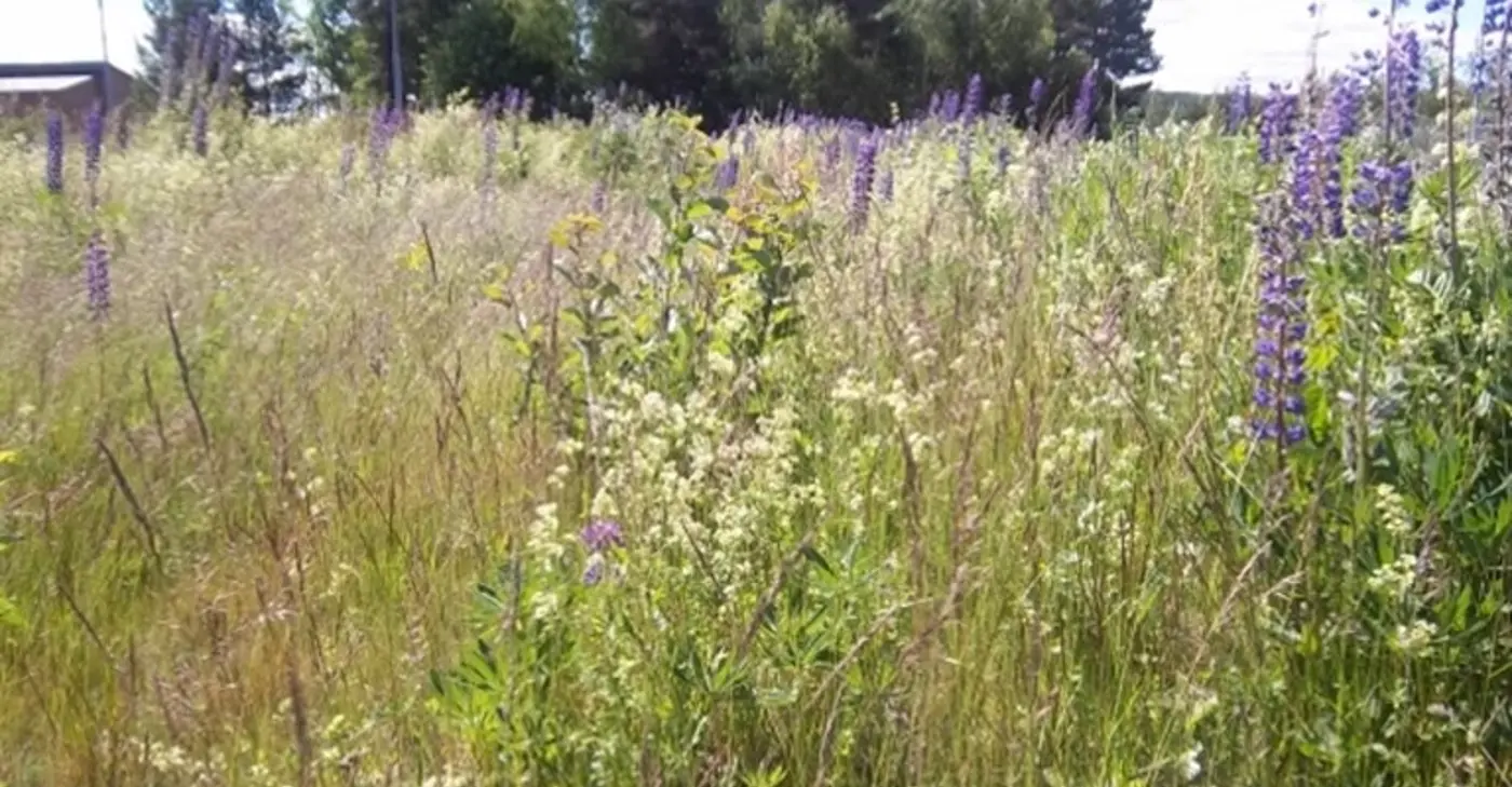 En äng med blommor.