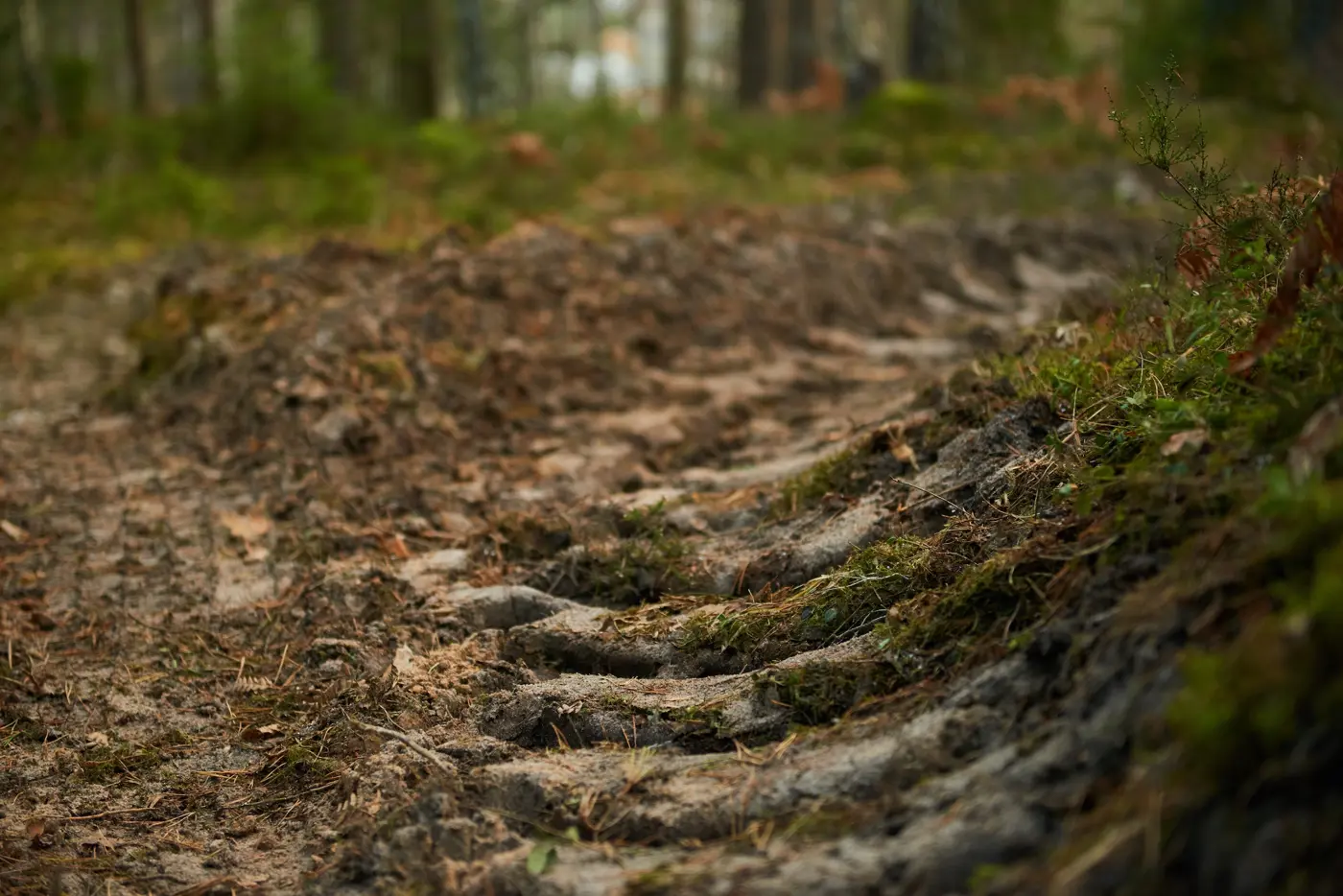 Närbild på ett hjulspår i skogen